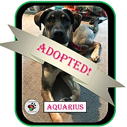 Thumbnail photo of Aquarius ADOPTED!!! #1