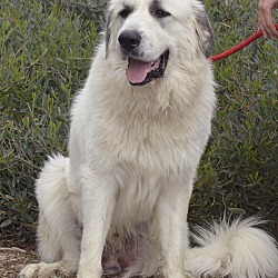 Photo of Alexander The Great Pyrenees*