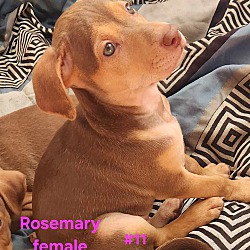 Thumbnail photo of Rosemary #2
