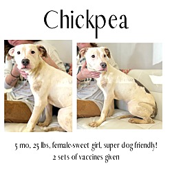 Photo of Chickpea