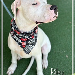 Thumbnail photo of RILEY - see video #4