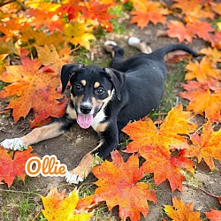 Thumbnail photo of Ollie #3