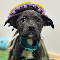 adopt a pet