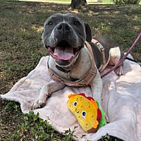 adopt a pet