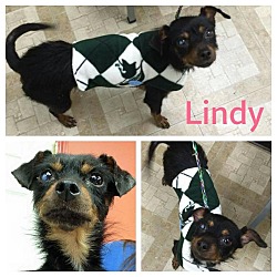 Thumbnail photo of Lindy #1