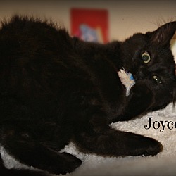 Thumbnail photo of Joyce #2