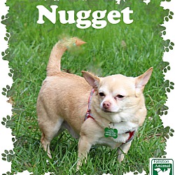 Thumbnail photo of Nugget #2