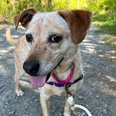 Fairfax Station, VA - Australian Cattle Dog. Meet Sadie a Pet for ...