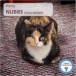 Thumbnail photo of Nubbs #1
