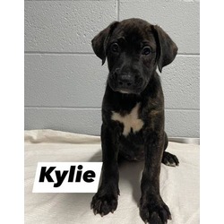 Thumbnail photo of KYLIE #1