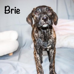 Thumbnail photo of Brie #2