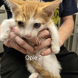 Thumbnail photo of Opie 2 #4