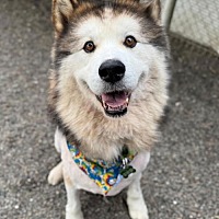 adopt a pet