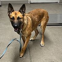 adopt a pet