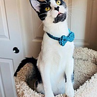 adopt a pet