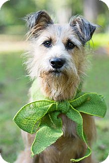 wire haired wheaten terrier