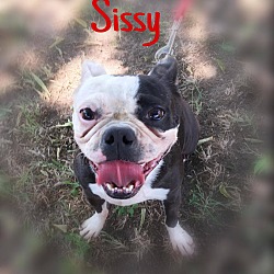 Photo of Sissy