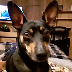 Photo of Franky