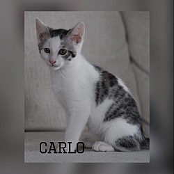 Photo of Carlo