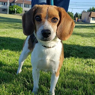 Buffalo, NY - Beagle. Meet Piper a Pet for Adoption - AdoptaPet.com