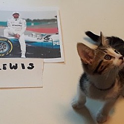 Thumbnail photo of Lewis #2