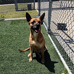 Photo of Quartz-$75 Adoption Fee! Diamond Dog!