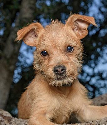 Richfield, MN - Norfolk Terrier/Chihuahua. Meet Rio a Pet for Adoption ...