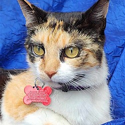 Photo of Callie Flynn