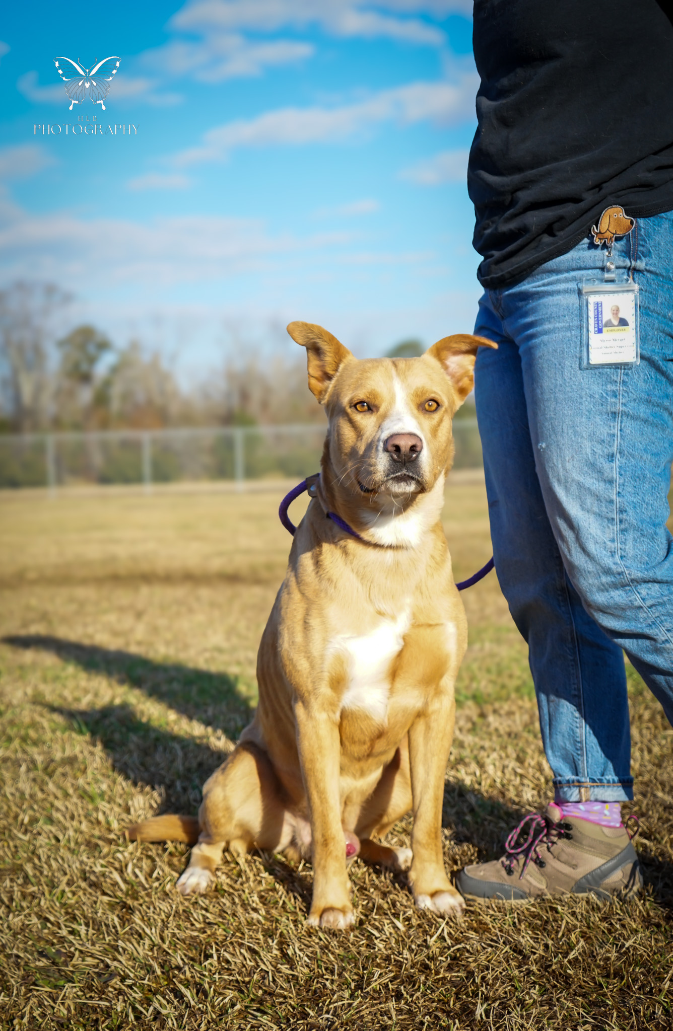 New Bern Nc Hound Unknown Typeamerican Pit Bull Terrier Meet