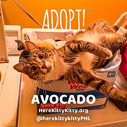 Thumbnail photo of Avocado #1