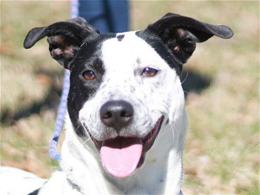 Syracuse, NY - Treeing Walker Coonhound/Mountain Cur. Meet Willow a Pet ...