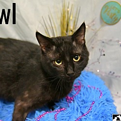 Thumbnail photo of Pawl #2