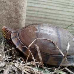 Thumbnail photo of Male three toed box turtles #3