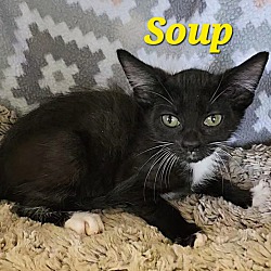 Thumbnail photo of Soup #3