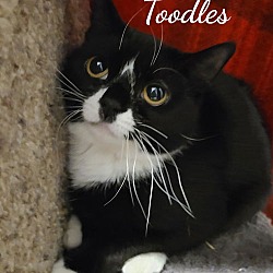 Thumbnail photo of Toodles #1