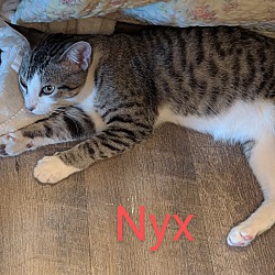 Thumbnail photo of Nyx #1