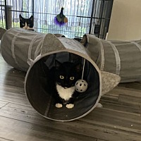 adopt a pet