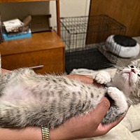 adopt a pet