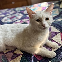 adopt-pet