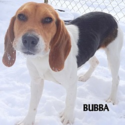 Thumbnail photo of BUBBA--CUTIE BEAGLE BOY #3