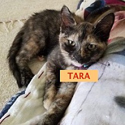 Photo of TARA-adopted 12-15-18