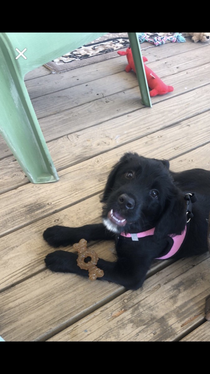 Adopt Jessy a Black Portuguese Water Dog / Labrador Retriever / Mixed