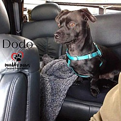 Photo of Dodo (Courtesy Post)