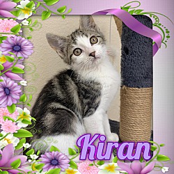 Photo of Kiran