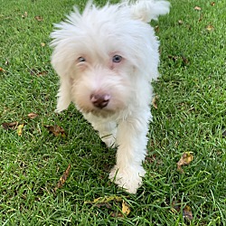 Photo of Frose