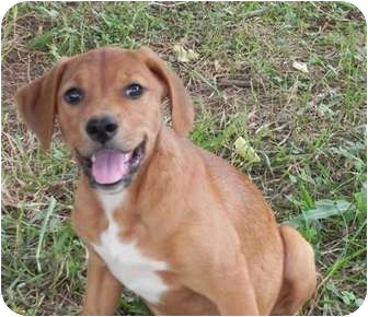 redbone coonhound and beagle mix