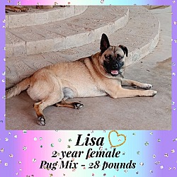 Photo of LISA -2 YEAR PUG MIX