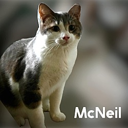 Thumbnail photo of McNeil #3