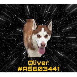 Photo of OLIVER