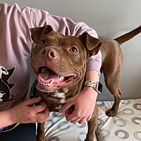 adopt a pet